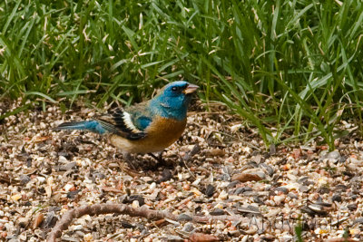 Lazuli Bunting (DSLR Remote Pro)