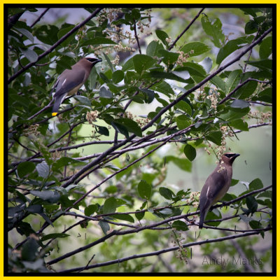 Cedar Waxwing