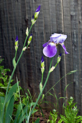 Volunteer Iris