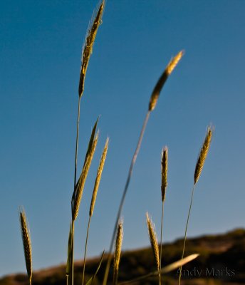 Rye Grass
