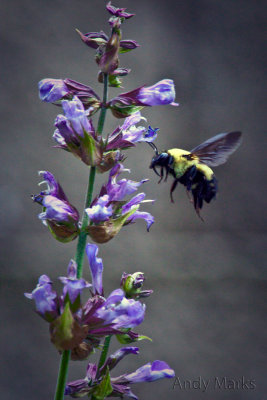 Hand held w manual focus I