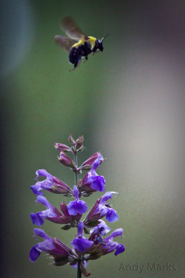Hand held, manual focus II