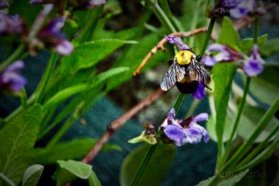Hand held, manual focus III