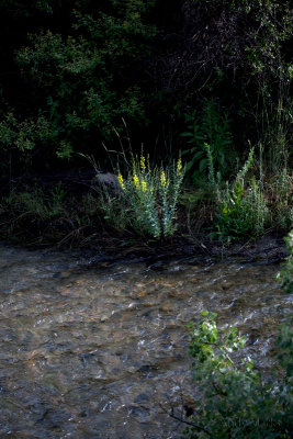 Common Toadflax in Dry Ck