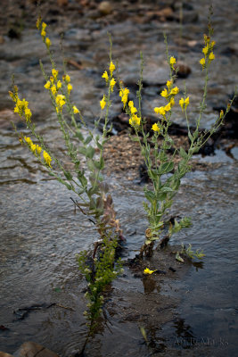 Common Toadflax in Dry Ck
