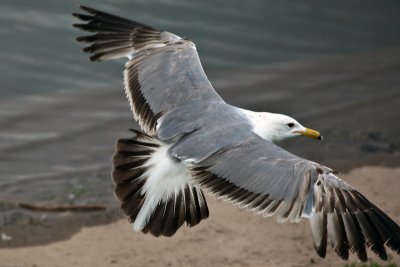 Motion - Ring-Billed Gull