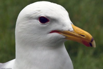 Head shot - California Gull