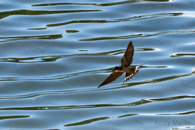 Barn Swallows Spotted Tail