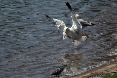 Landing