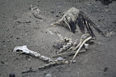 Pelican Skeleton