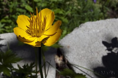 Another year, another flower