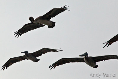 Pelicans