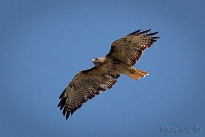 Red Tail - 2