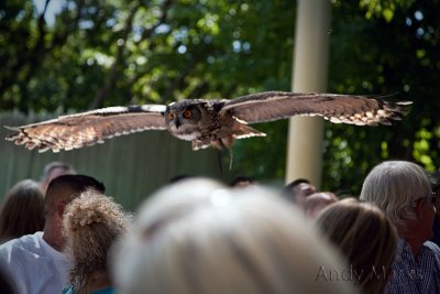 Eurasian Eagle Owl, working the crowd