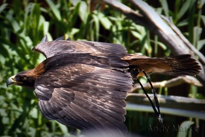 Falconer