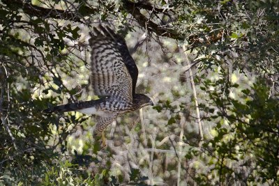 Cooper's Hawk - juvenile I suspect..