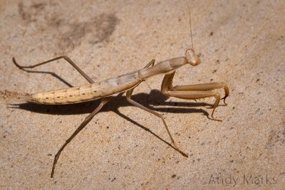 Praying Mantis, tan & blue