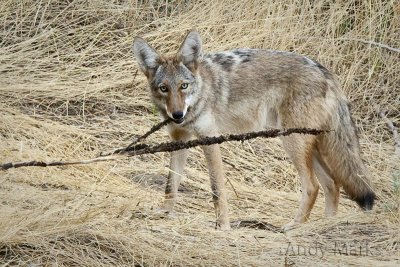Wild Coyote, Gone Wild! - 62yds