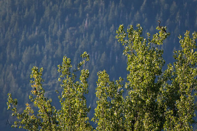 Blue Heron in upper right, Magpies in lower left