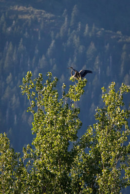 Strange perch - 400yds