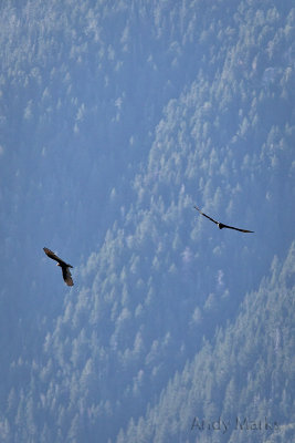 Turkey Vultures below Lone Peak