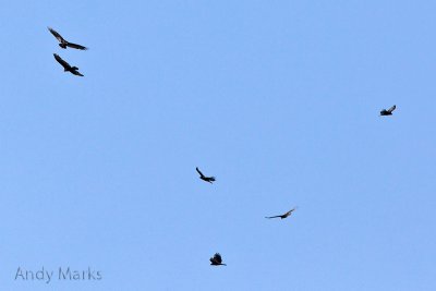 Turkey Vultures over the park