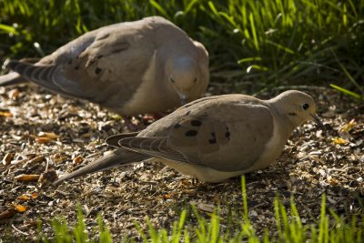 Mourning dove