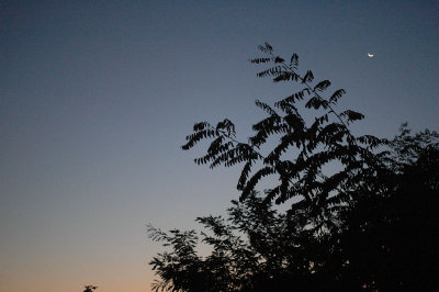From my window this morning (September 26, 2008)