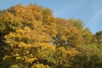 From my other window this morning (October 4, 2008)