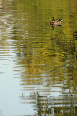 Ben oui, un canard ! - So...a duck