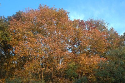 From my other window this morning (October 12, 2008)