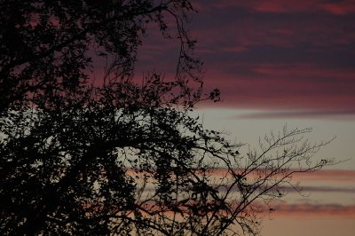 From my window this morning (October 24, 2008)
