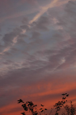 From my window this morning (October 24, 2008)