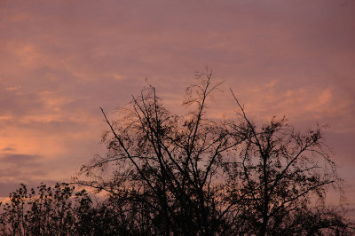 From my window this morning (November 7, 2008)