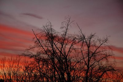 From my window this morning (December 13, 2008)