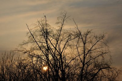 From my window this morning (December 25, 2008)