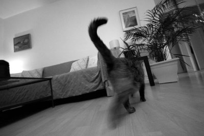 chat passe vite sur pause lente (3)