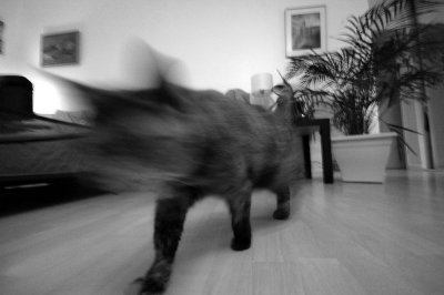 chat passe vite sur pause lente (4)