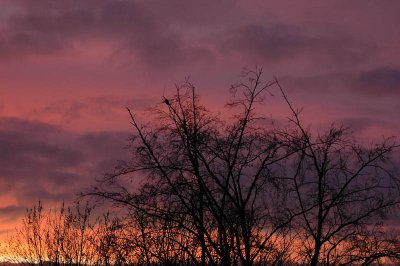 From my window this morning (January 31, 2008)