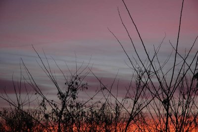 From my window this morning (February 3, 2008)
