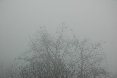 From my window this morning (February 24, 2008)