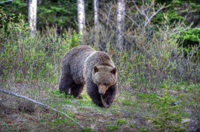 In Kananaskis Country