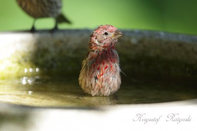 House Finch