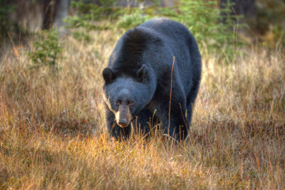 Black bear