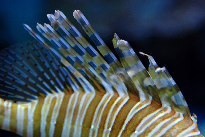 tomasz pawelek- budapest aquarium - 001.jpg