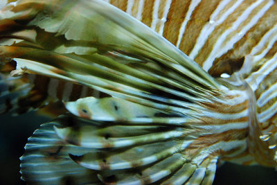 tomasz pawelek- budapest aquarium - 002.jpg