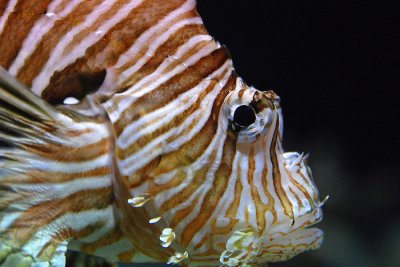 tomasz pawelek- budapest aquarium - 003.jpg