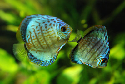 tomasz pawelek- budapest aquarium - 009.jpg