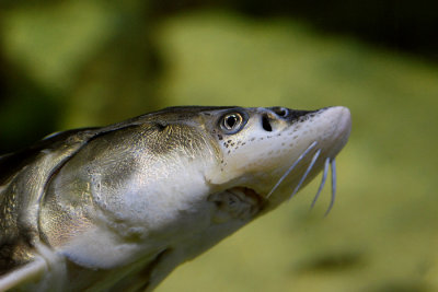 tomasz pawelek- budapest aquarium - 010.jpg