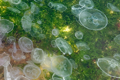 bulgaria 2009 - jellyfishes 1.jpg
